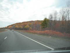 Falling leaves of fall