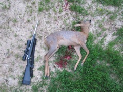 OK, a bit graphic, but this is an example of a good, quick, humane kill. About 85m away, broadside, hit with a .30-06 with 165 grain Nosler Partitions (Thanks Gerry!). Shot entered the right shoulder and disconnected the aorta from the heart, lowering blood pressure instantly and causing an instant death. Dropped where he stood.