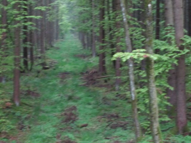 Looking down the forest.  There were deer, pigs and fox out there.