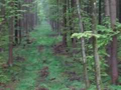 Looking down the forest.  There were deer, pigs and fox out there.