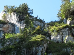 3 Gams laughing at us from above (this is a zoomed photo).  The one on the left is a mature female, with horns going higher than her ear tips.