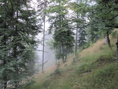 Fog rolls up through the trees