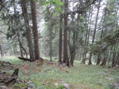 I spotted a Rehbock (male roe deer) down the slope about 80-90 yards away.  He was resting in a grassy bed, and stood at our approach.