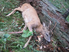 The bullet exited under his front leg.  Dead instantly.  It fell down the hill a ways because of the slope.