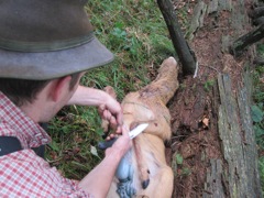 Anders begins gutting it with a gut hook I lent him.  I gave him the knife, hook, and pouch as a tip.