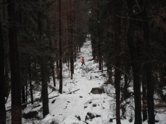 Drivers walking across a cut in the forest