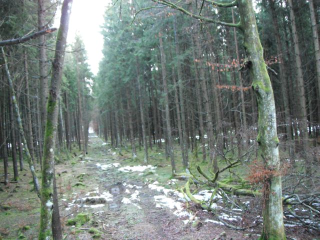 Looking out the side of the stand.  This is all planted evergreens, for harvest for wood and pulp later.