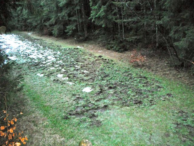 Morning stand in Rudi's reviere.  This is damage caused by rooting pigs.  They really destroy the earth looking for roots and tubers.