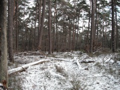 My field of view for the first drive.  I had maybe 50m into the woods before it dropped into a valley I couldn't see, so fast shooting was needed.  I brought my Marlin .45-70 for fast followups and Dead-Right-There killing power.