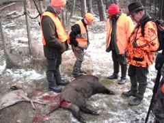 Looking at the boar.  He is likely 5 years old and good size.
