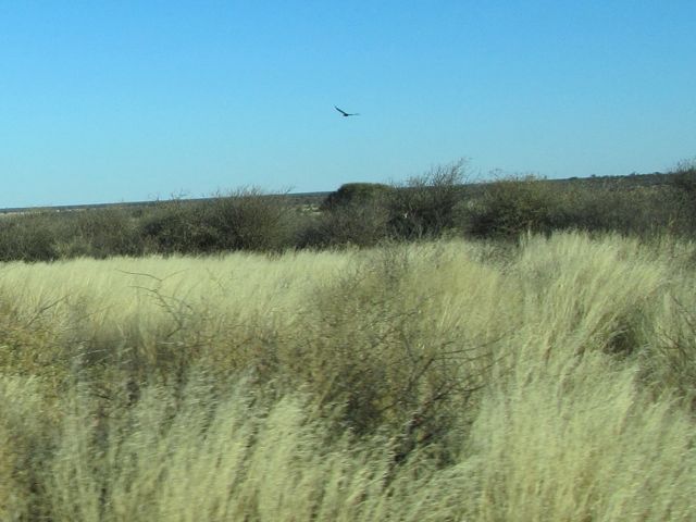 Thornbush on the horizon