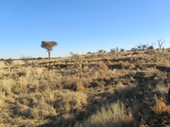 This is the sort of scrubby brush <i> veldt</i> that you have in the area. This grass is comparatively tame to walk in compared to the <i> bushveldt</i> areas which are full of thorny acacia trees