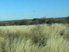 Thornbush on the horizon