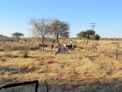 This is cattle country.  Most of the area we hunted on was huge cattle ranches of 40-60,000 hectares (100,000 acres and more)