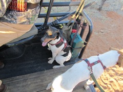 The two fox terriers that accompany the hunting trucks. Fuchs (fox) on the left and Snip on the right.