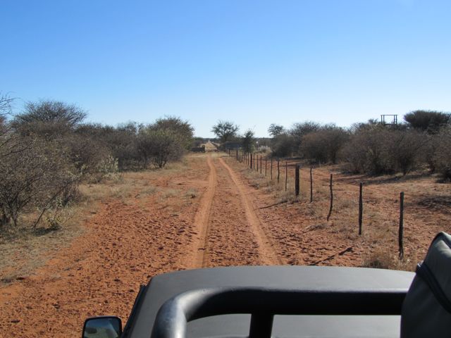 Lots of hoofprints along the road.