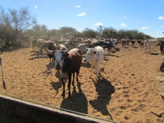 Curious cows