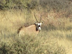 Oryx stare back at you from a long way off.  This is a zoom of a 70mm lens photo of a Gemsbok (Oryx).  He was at least 100m away.  Then he ran.