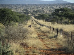 We surprised some Oryx coming around a corner on the roads.  They watched for a second, then sprinted under the fence and were gone.