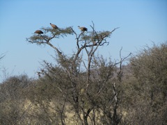 Vultures are never a good sign for animals.  Something died.