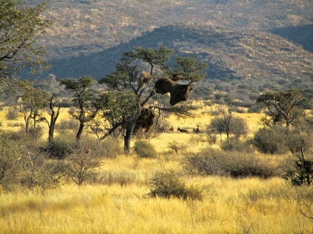 This is a Social Weaver bird nest in an acacia tree.  They build 