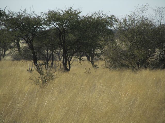 Young Gemsbok peer over the grass.  

Their horns grow immediately at birth, and young gemsbok look proportionally the same as adults.  Many hunters have been fooled spotting a young one in the field, and thought it a mature animal.  

One giveaway is the whitish color of the horns, which gradually turns black by age 5-8 when mature.  When they get past 10 years of age, the horns start to crack.