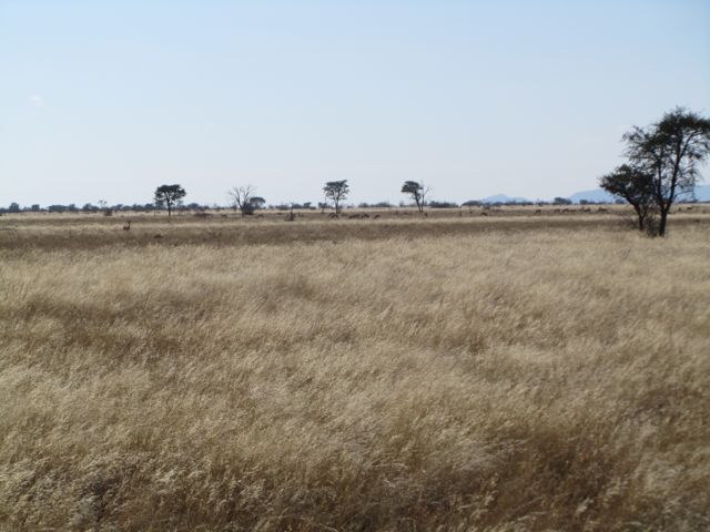 Hartebeest on the horizon, at least 40 good animals out there in this herd.