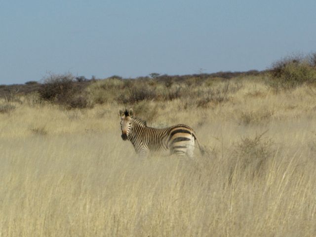 Mountain Zebra