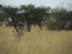 Young Gemsbok peer over the grass.  

Their horns grow immediately at birth, and young gemsbok look proportionally the same as adults.  Many hunters have been fooled spotting a young one in the field, and thought it a mature animal.  

One giveaway is the whitish color of the horns, which gradually turns black by age 5-8 when mature.  When they get past 10 years of age, the horns start to crack.