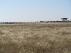 Hartebeest