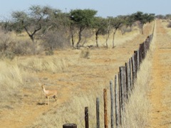 This is a female Steenbock (brick deer) which you could often see along the roads.  Weighing around 25 pounds, there are very small antelope.