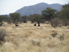 Driving around we stirred up these Blue Wildebeest.