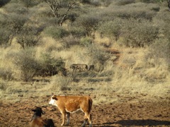 Cows and Warthogs living together.