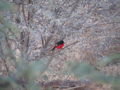 This bird looks like he is wearing the old Imperial German uniform.