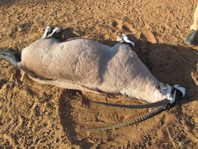 Their hair raises up when they die.  

In life, they use this mechanism to trap dew when ground water is not available.  Dew condenses on the hairs. Then they can lick it off.