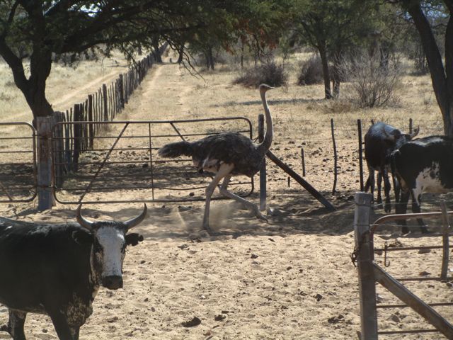 One of the corrals we tried to drive through had an Ostrich drinking water.  Martin had to chase it out after we backed the <i>bakkie</i> up a long way.