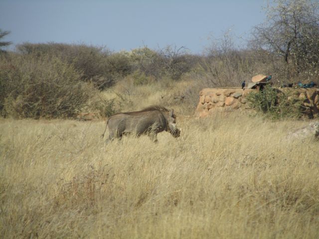 Warthogs