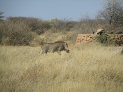 Warthogs