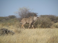 A nice young Kudu bull, well too young to hoot.  Awfully pretty to watch, though.  His horns should get 2 1/2 spirals rather than the single spiral they have now.