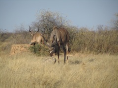 Kudus licking salt and drinking.