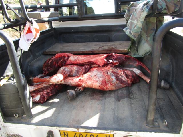 Quartered and ready to move out.  The hide makes a nice carpet.