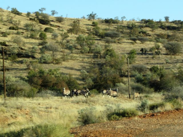 Gemsbok watch as we pass