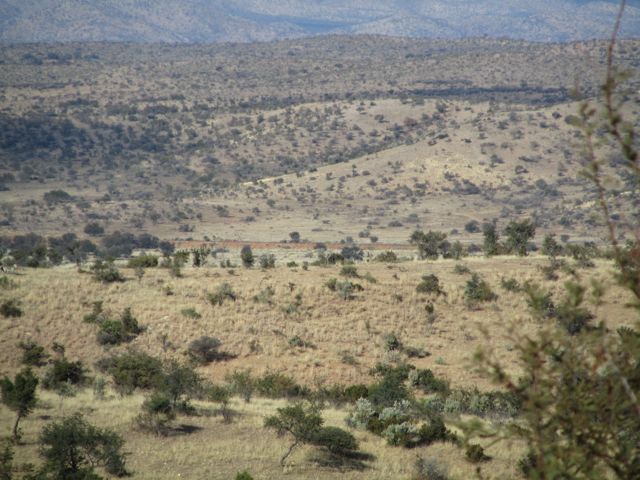 What the plains look like from up high.  See the zebra?