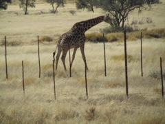 Giraffe.  They are so cute.