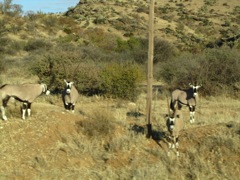 A whole herd of young gemsbok watch closely as we drive by