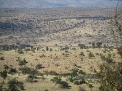 What the plains look like from up high.  See the zebra?