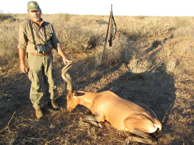 My Red Hartebeest