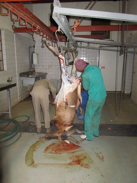 Skinning the hartebeest at Jurgen's shed