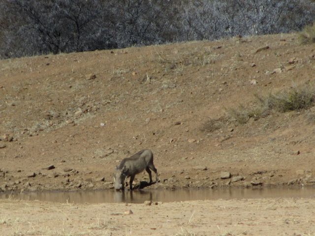 Warthogs at the waterhole