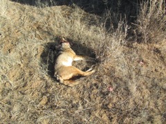 Another Jackal gone.